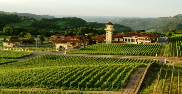 Imagem dos vinhedos em São Gonçalves